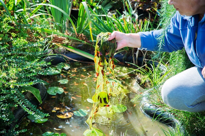 Algen entfernen im Teich Algen entfernen im Teich